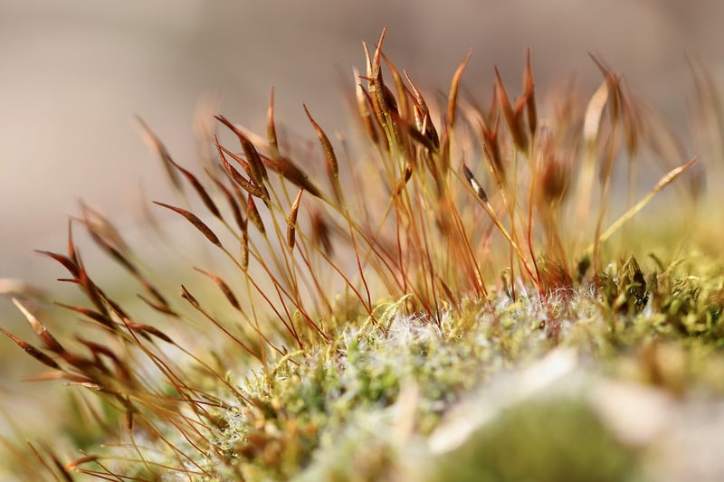 Moss Runners