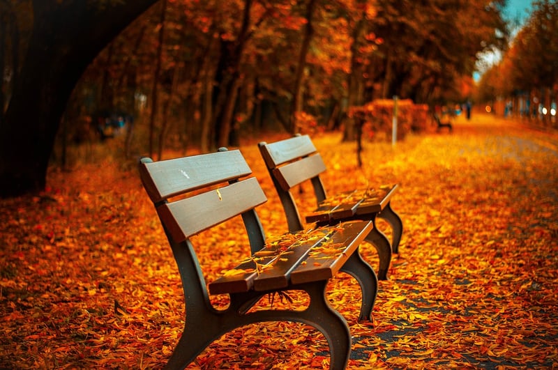 Autumn Woodland Glade