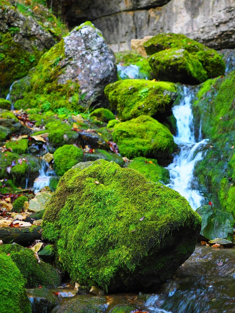 Mossy Centerpiece